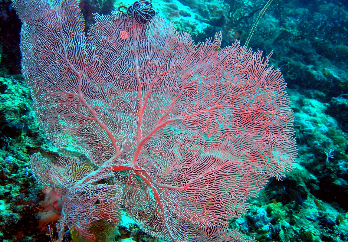 IMG_0279rf_Maldives_Madoogali_Plongee 2_Vihamaafaru_Gorgone_Subergorgia mollis.jpg